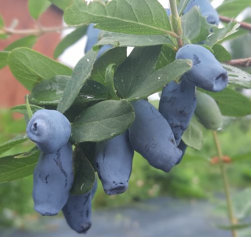 Bl&aring;b&auml;rstry p&aring; buske av sorten Honeybee