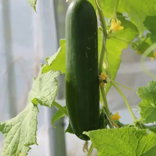 Mindre grön slanggurka på planta