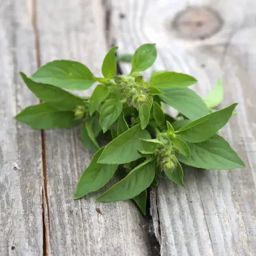 Gröna blad från thaibasilika liggandes på bord