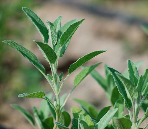 Gröna blad från växten salvia