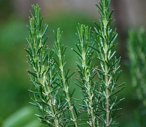 Gröna rosamarinstjälkar på planta