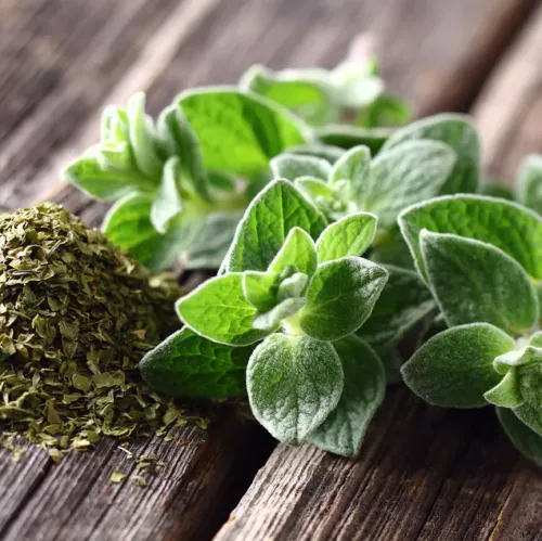 Ljusgröna oregano på ett bord