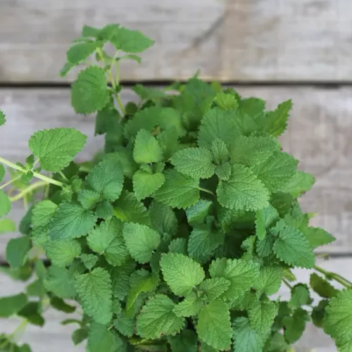 Grön citronmeliss liggandes på bord