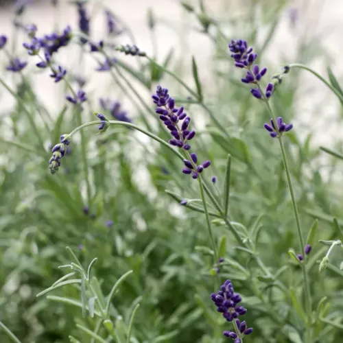 Blå blommande lavendel på buske