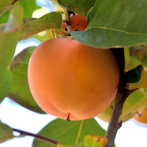 Kakitr&auml;d Brillante f&ouml;r din tr&auml;dg&aring;rd