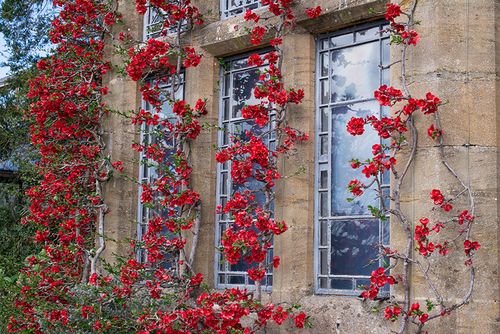 Röda blommor mot vägg från rosenkvitten darius