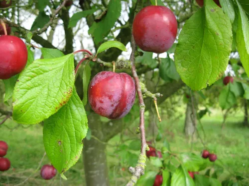 Rödvioletta plommon av sorten Excalibur
