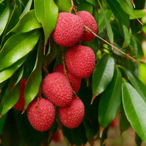 R&ouml;da frukter p&aring; tr&auml;d av litchi