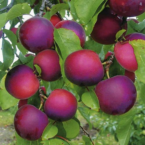 R&ouml;da frukter p&aring; tr&auml;d av sorten Aprikyra