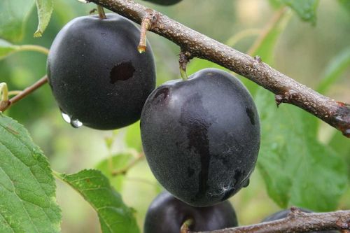 Svarta frukter p&aring; tr&auml;d av sorten Aprisali