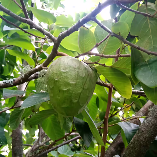 Gr&ouml;n frukt p&aring; tr&auml;d av cherimoya