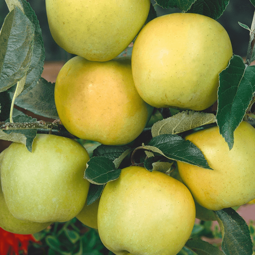 Gula äpplen av sorten Golden Delicious