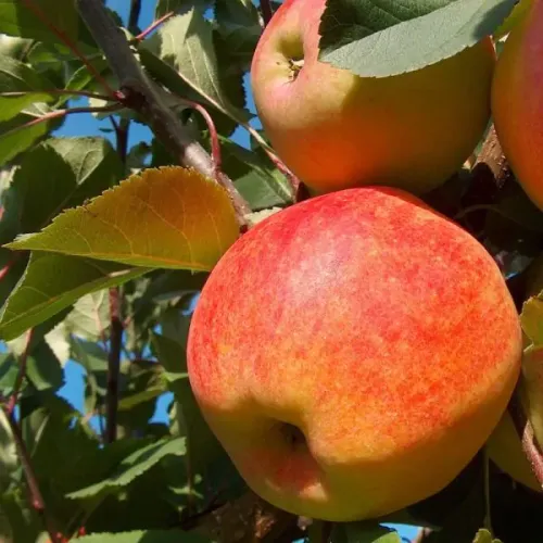 Rödstrimmiga äpplen från sorten Gravensteiner