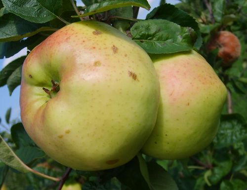 Gula äppel med röd täcksida av sorten Signe Tillisch