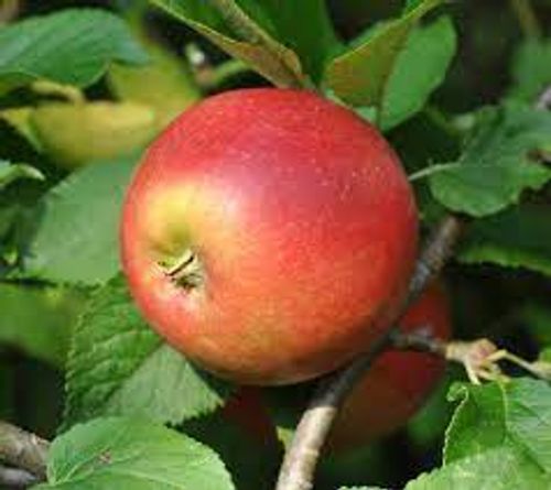 Ett rödgult äpple av sorten Aroma