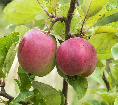 Rödgröna ovala äppel från sorten Åkerö
