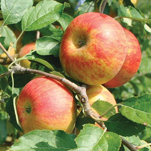 Rödgula äpplen från sorten Cox Orange