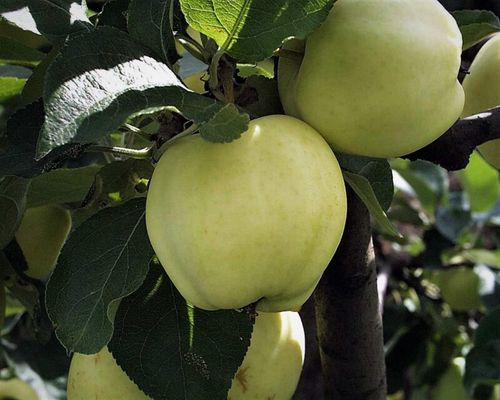 Gula äppel av sorten Transparente Blanche