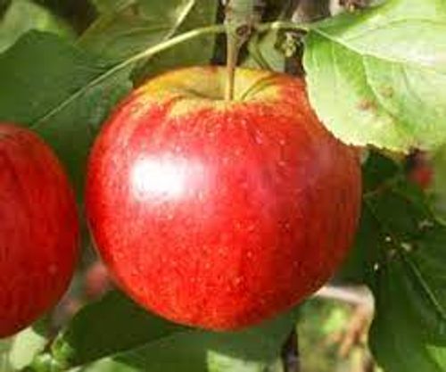 Ett rött äpple av sorten rubinola