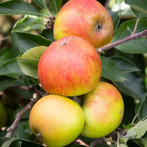 &Auml;ppeltr&auml;dFredrik med gulgr&ouml;na &auml;pple p&aring; tr&auml;d