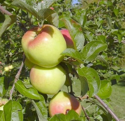 Gröna äpplen av sorten Filippa