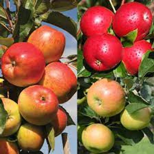 Blandning av olika olika sorters äppel på ett familjeträd