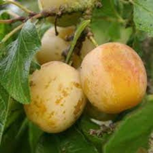 Gula plommon av sorten Reine Claude