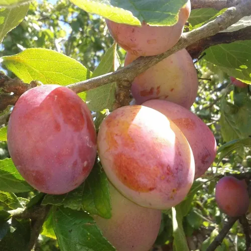 Rödvioletta plommon av sorten Jubileum