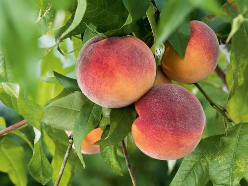 Rödgula persikor på träd från sorten Fruteria