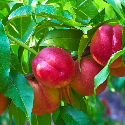 Nektarintr&auml;d Stark Red med r&ouml;da frukter