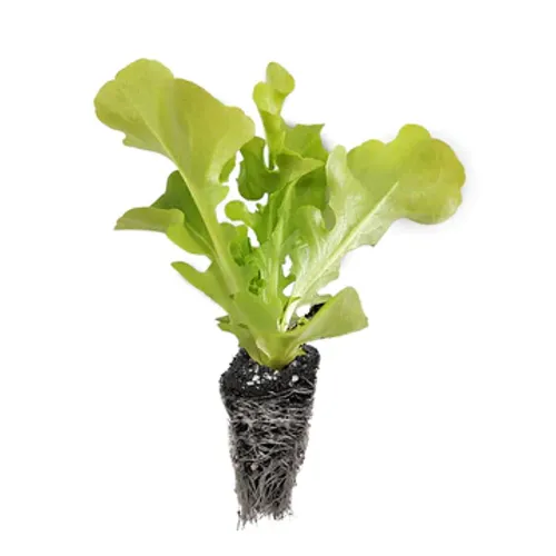 Bataviasalladsplugg med uppkommen planta
