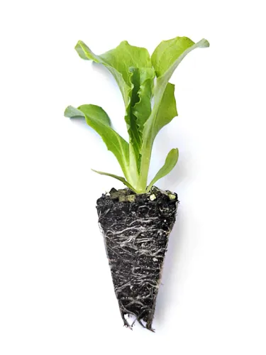 Isbergssallad i plugg med uppkommen planta