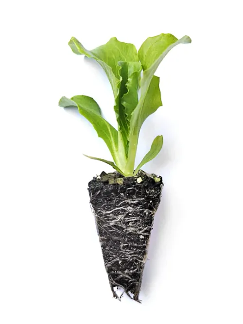 Isbergssallad i plugg med uppkommen planta
