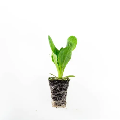 Romansallatplanta i plugg