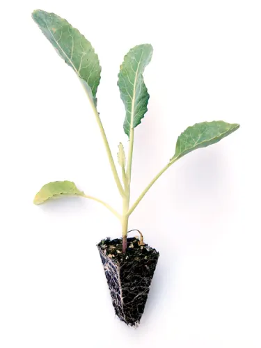 Blomkålplugg vit