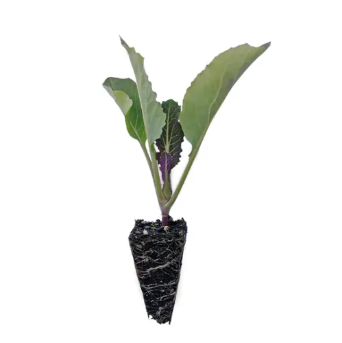 Blomkålplugg lila