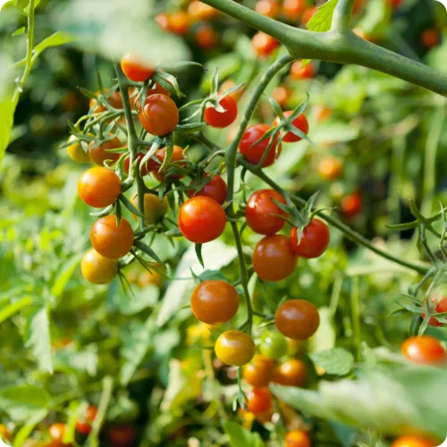 Röda tomater på kvist av sorten Vinbär Golden Currant