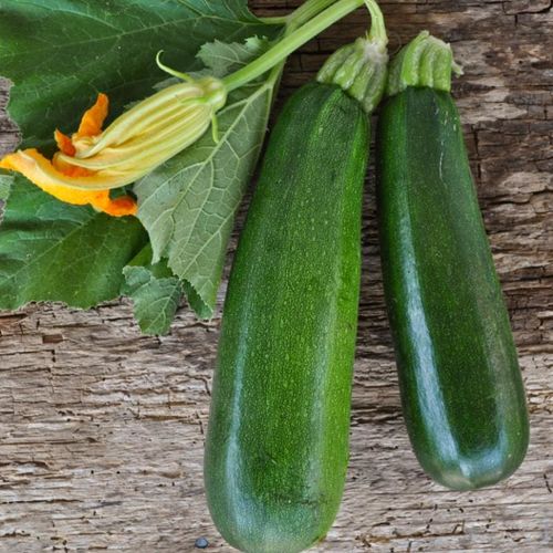 Mörkgrön squash av sorten Black Beauty liggandes på bord