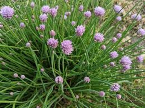 Gräslök med blomma av sorten Staro