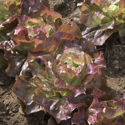 Plocksallat röd av sorten Plock Röd Salad Bowl Rossa