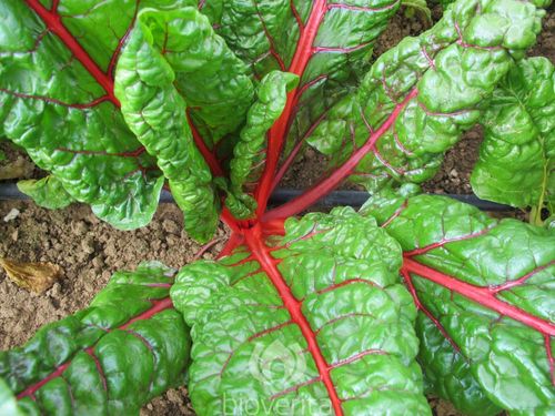 Mangold i jorden av sorten Röd Rhubarb Chard Krav