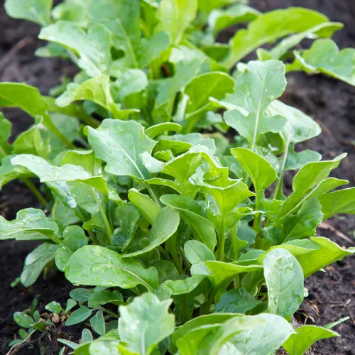 Grön Rucola ekologisk i fält