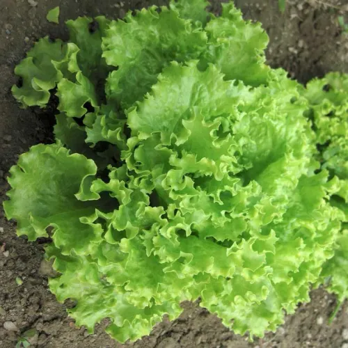 Plocksallat grön av sorten Grön Plock Salad Bowl