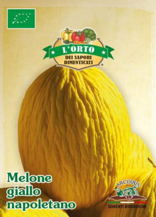 Gul melon av sorten MELONE GIALLO NAPOLETANO/CANARIA