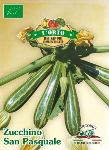 Squash frö av sorten ZUCCHINO SAN PASQUALE