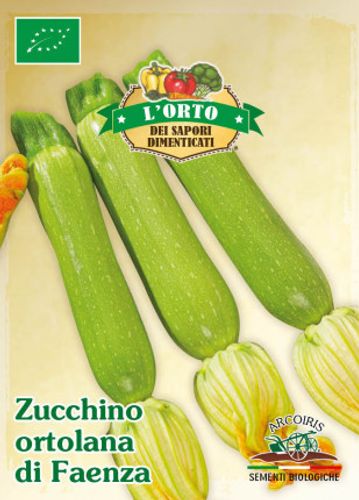 Squashfrö av sorten ZUCCHINO ORTOLANA DI FAENZA