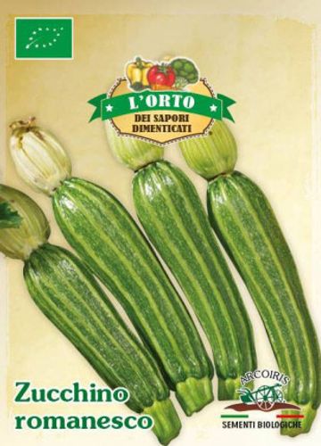Squashfrö av sorten ZUCCHINO ROMANESCO
