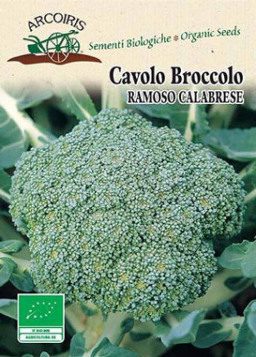 Broccolifrö av sorten CAVOLO BROCCOLO RAMOSO CALABRESE