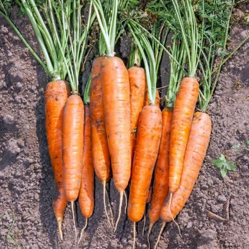 Orange morötter liggandes på bord av sorten Nantaise 2