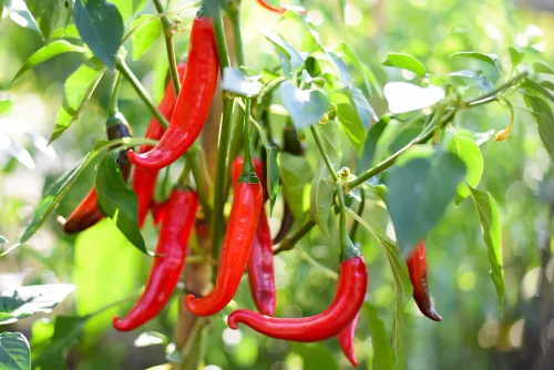 Röda chilis av sorten Cayenne på planta